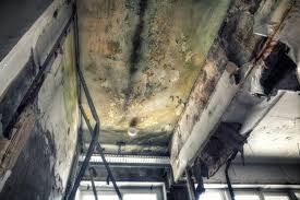 Best Attic Mold Removal  in Cedar Rapids, IA